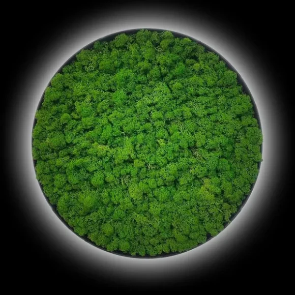 Circle Moss Painting with Lichen Moss and Backlight